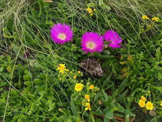Aster