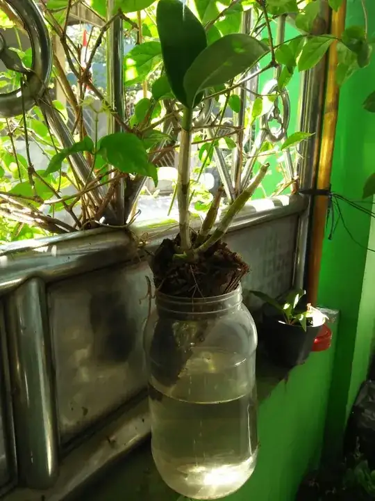 self watering pot for orchid