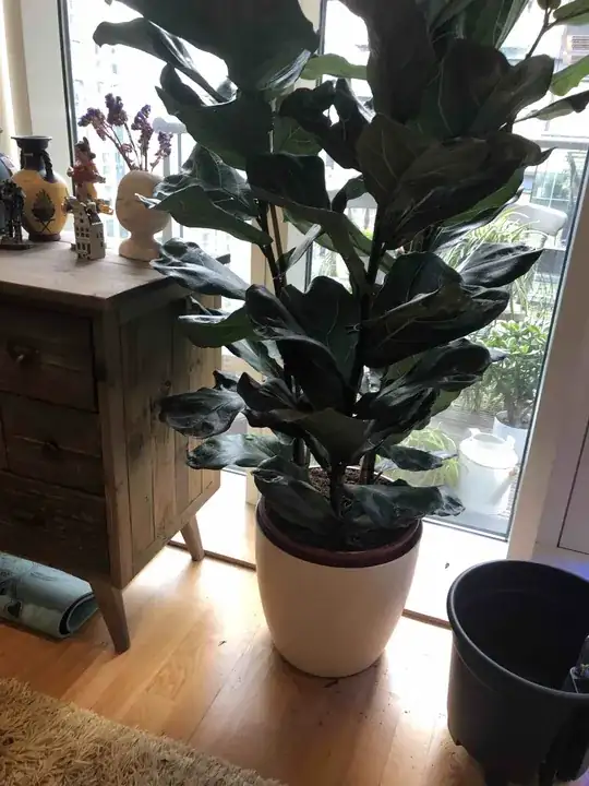 The plant