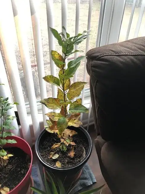 Apple sapling 2