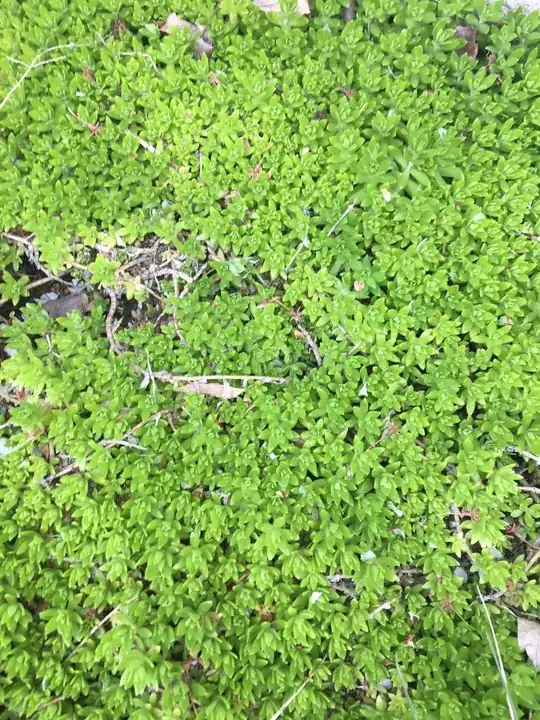 I have this plant growing in my garden. I am wondering what plant it is 