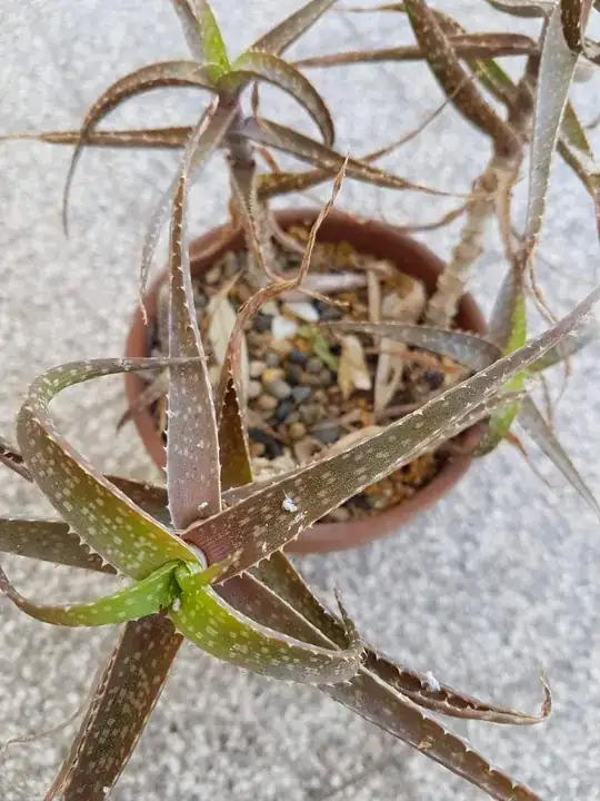 Aloe-2