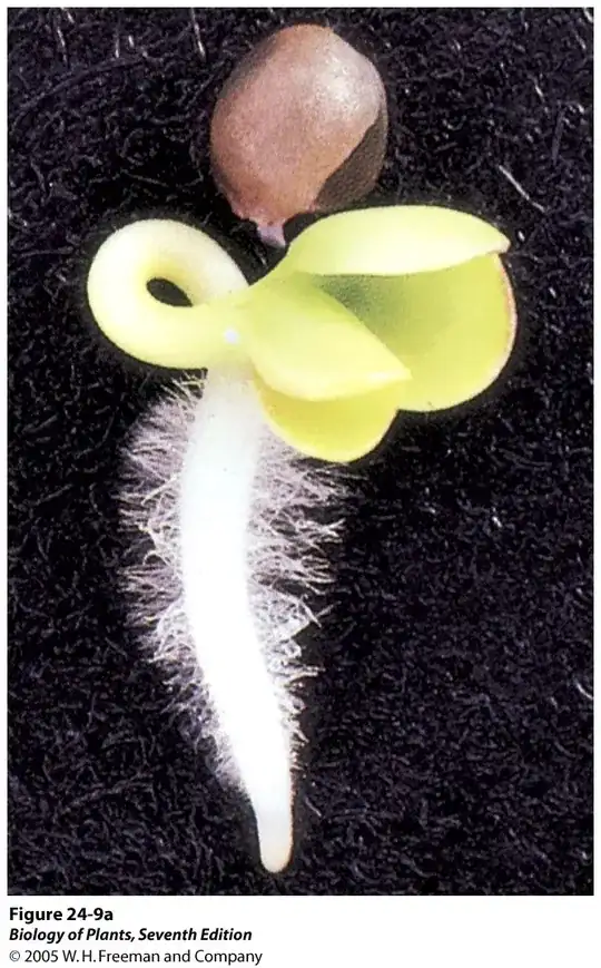 seedling root hairs