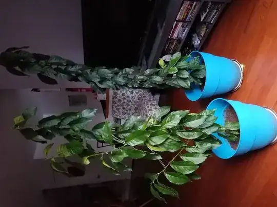 Lemon trees