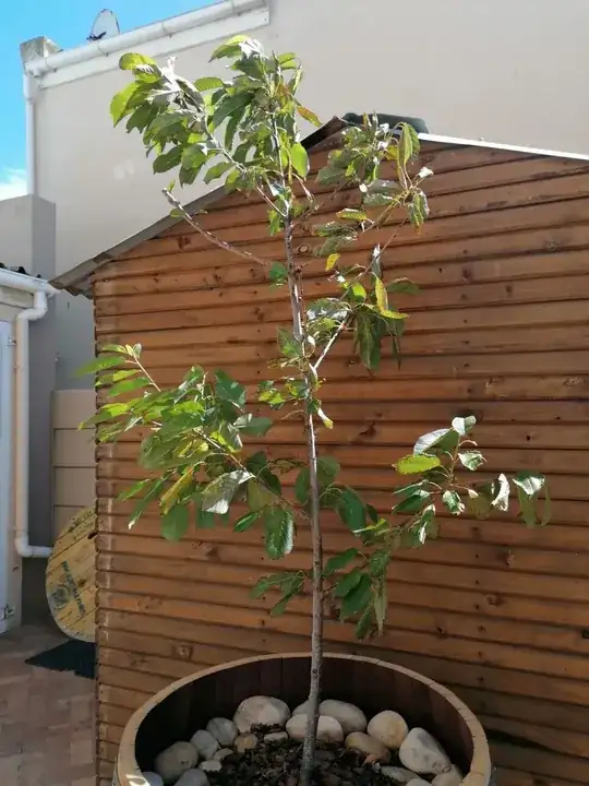 Potted cherry tree