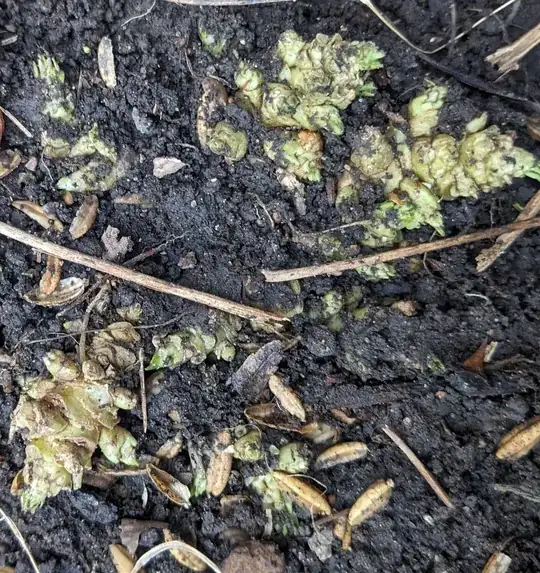bigger cluster of new growth