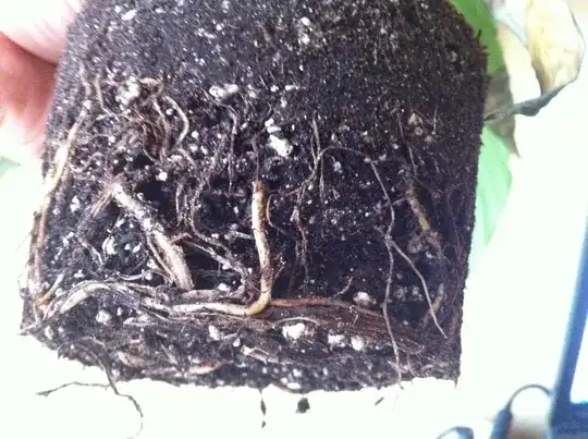 roots bottom