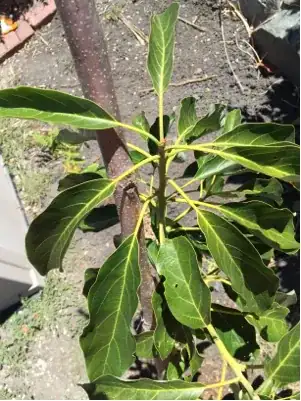 Leaf near top of the trunk