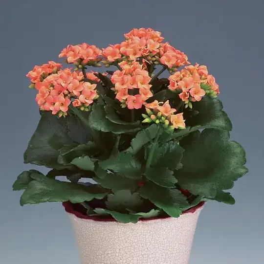 unknown sort of succulent