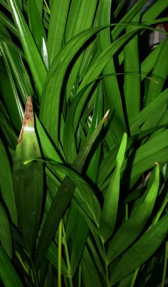 Plant in a jar