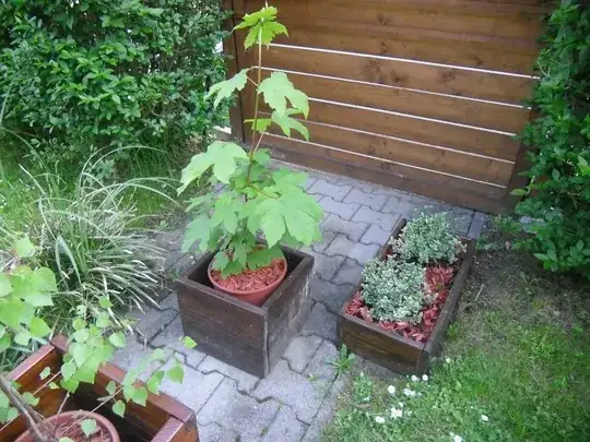 my maple tree