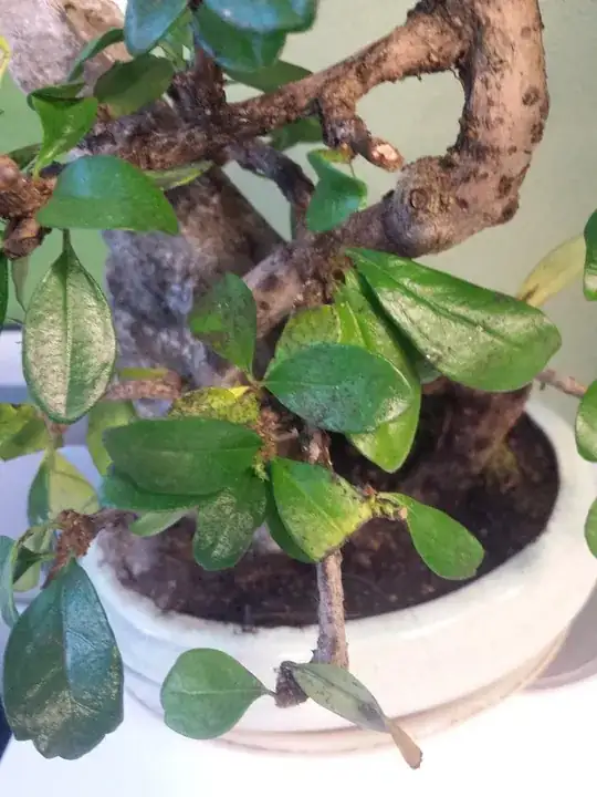 bonsai black spots