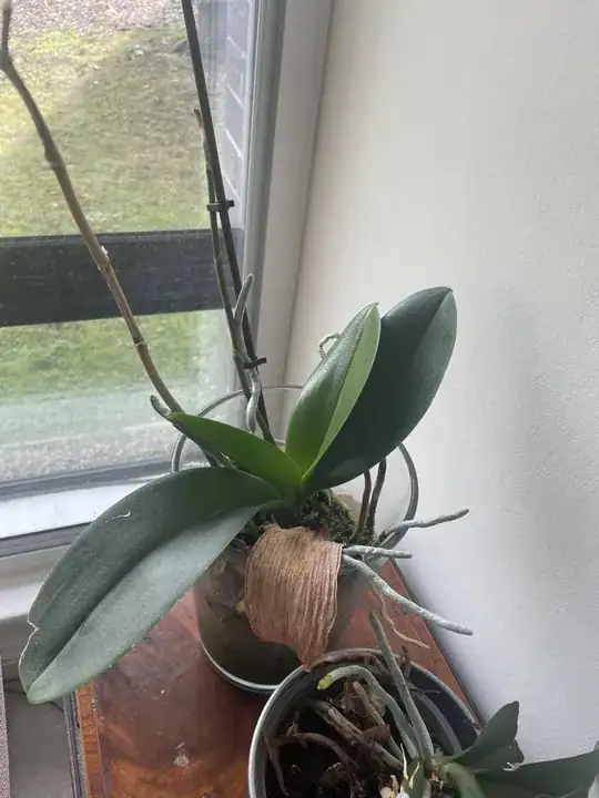Plant image