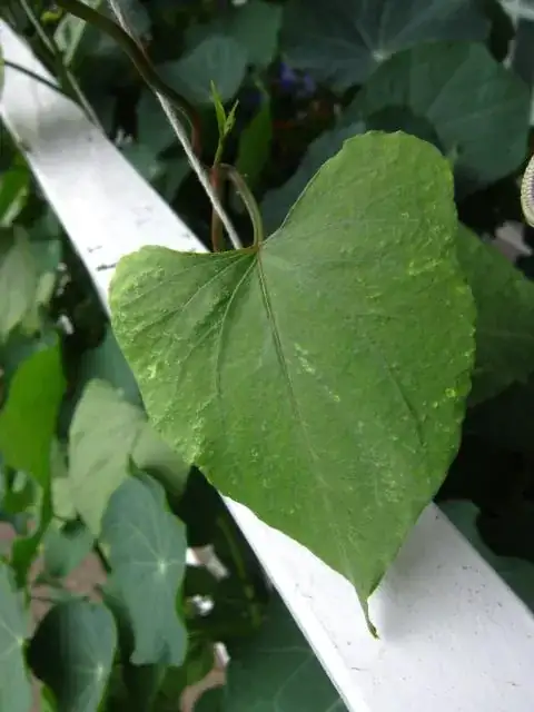 morning glory leaf 4