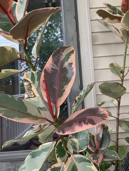 Waxy Quadricolor plant