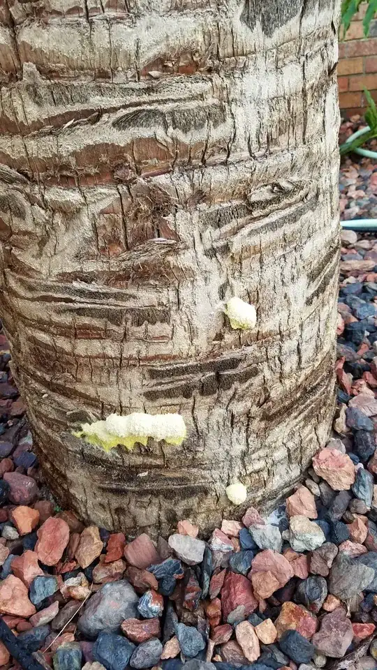 Detail of healthy end