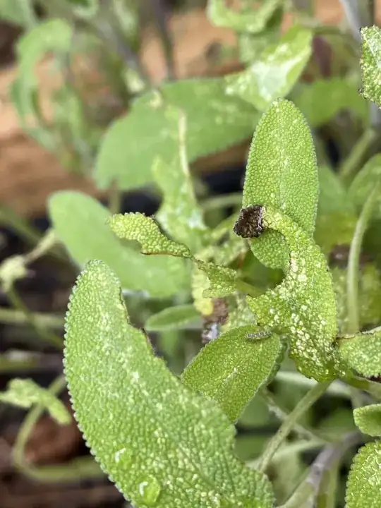 caterpillar on sage