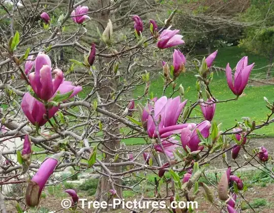 Betty Magnolia 