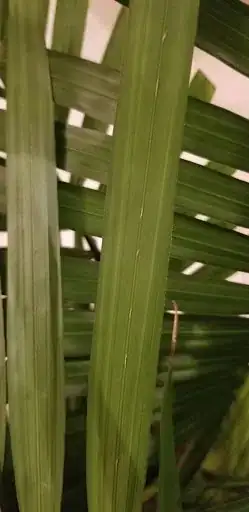 Under palm 2