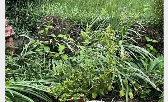 Picture of Messy Garden