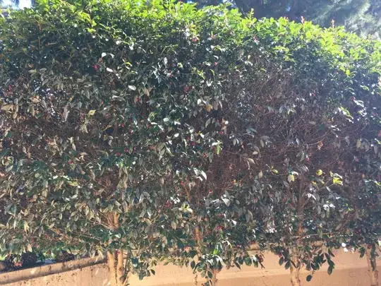 white-leaves[![][1]