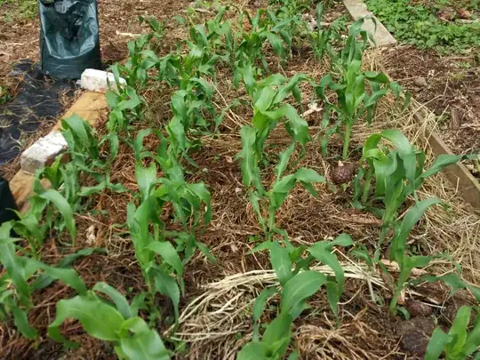 my corn patch