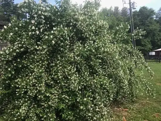 The Redemption Bush