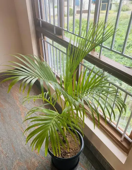 whole plant