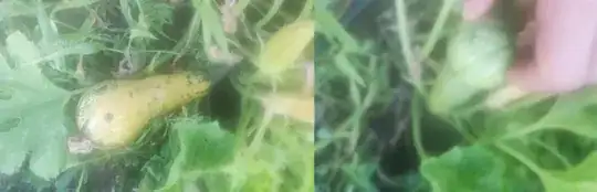 Zucchini two sides
