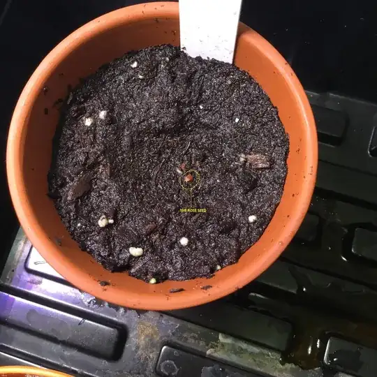 THE ROSE SEED