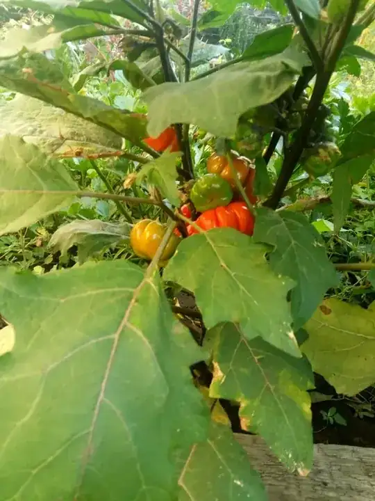 tomato with spikes 