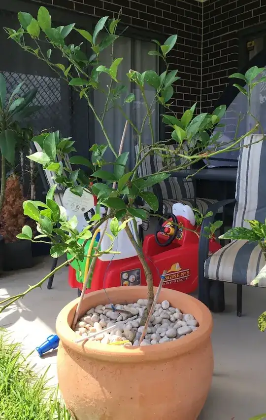 the whole tree