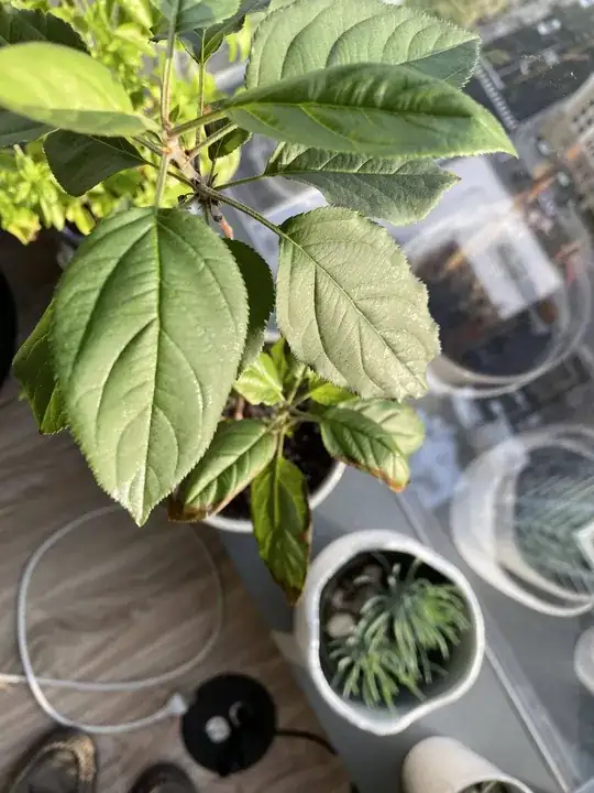 Tangerine Tree