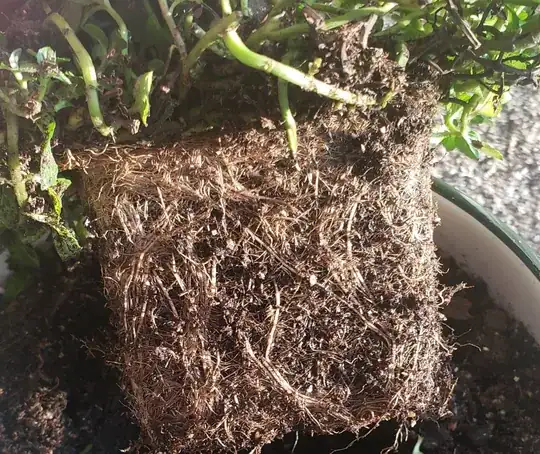 Mint rootball][2]