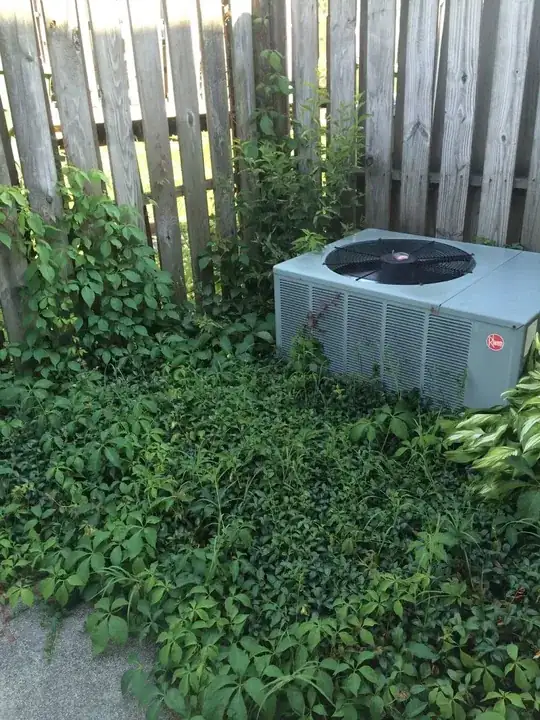 Unknown Ivy