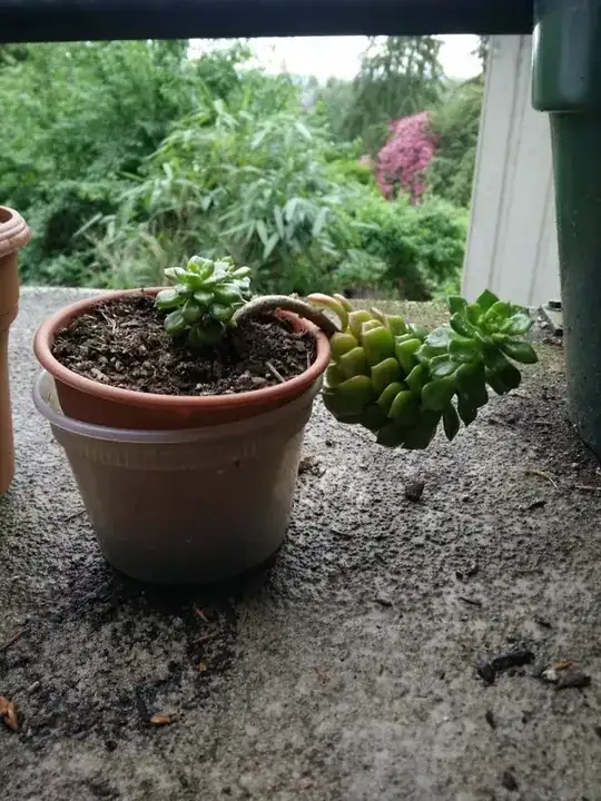 succulent
