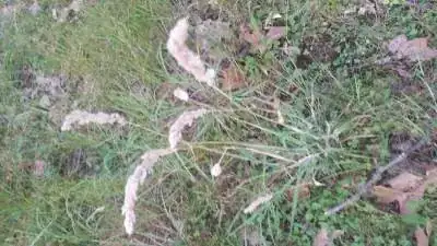 the full plant