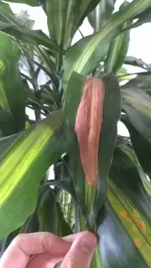 This is what such a leaf looks like after a few weeks