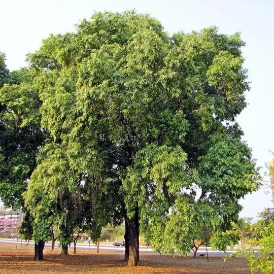 Syzygium cumini tree