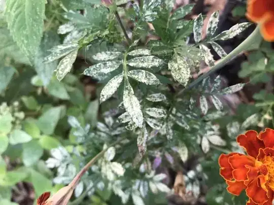 marigold leaves