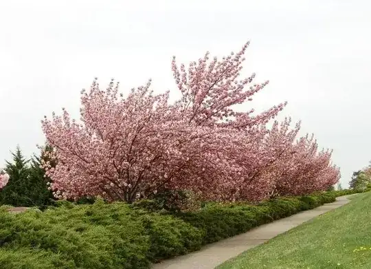 Unidentified tree
