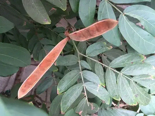 brown patch on the leaves