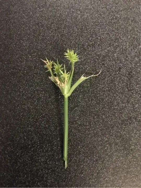 plant 1