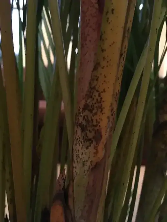 Black Marks On Stem