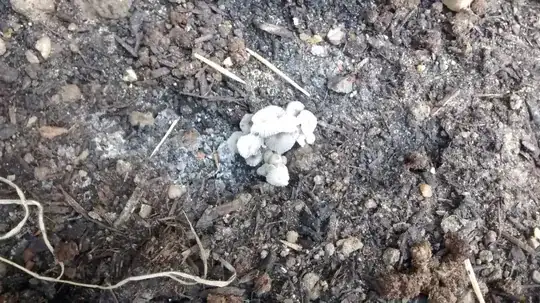 Fungi2
