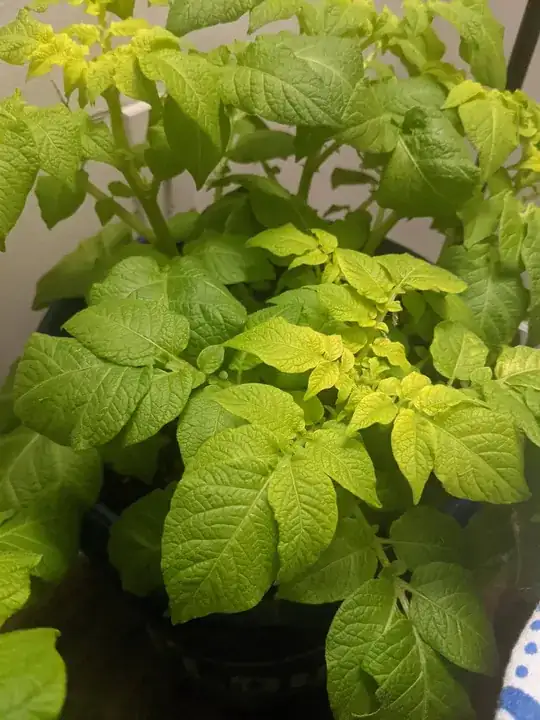 Plant