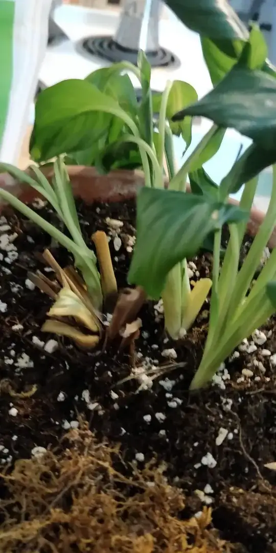 A view that shows the rot source - most fo the leaves were pulled easily from this area.