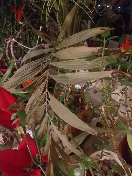 whole leaf dying