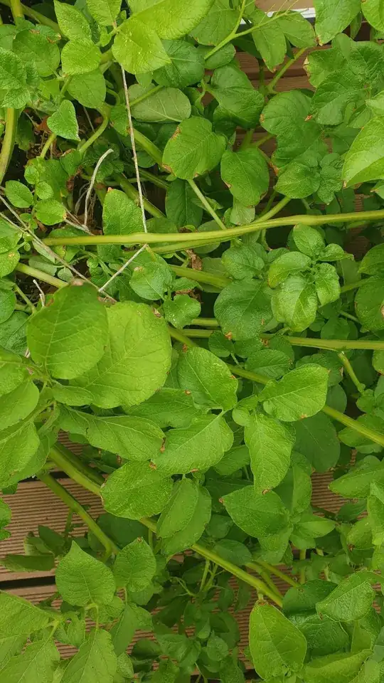Picture of my plant