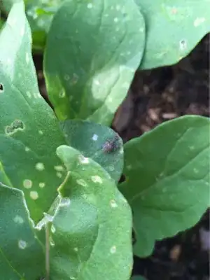 Weevil